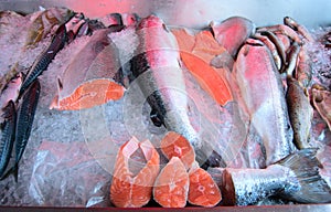 Fresh raw salmon on ice counter