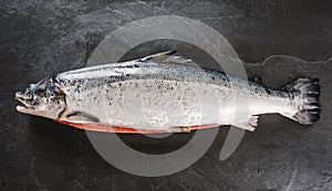 Fresh raw salmon red fish with spices on ice over dark stone background. Creative layout made of fish, seafood, top view, flat lay