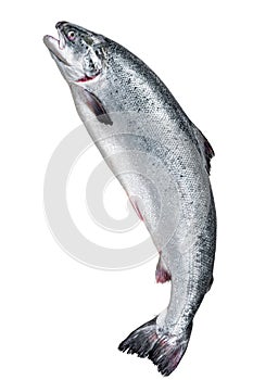 Fresh raw salmon red whole fish Isolated on white background, top view.