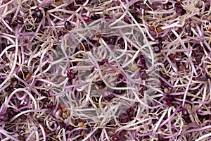 Fresh raw Sango red radish sprouts close up full frame