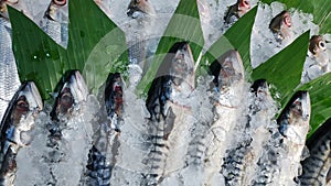 Fresh raw sardines fish on ice with banana leaf