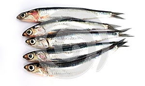 Fresh raw sardines
