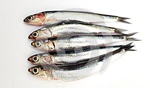 Fresh raw sardines