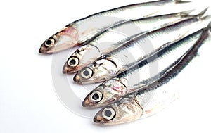 Fresh raw sardines