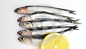 Fresh raw sardines