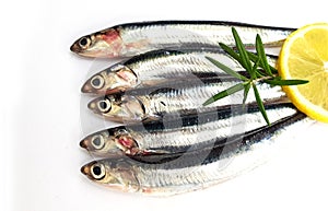 Fresh raw sardines