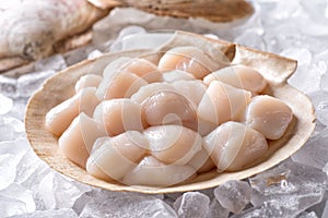 Fresh Raw Scallops