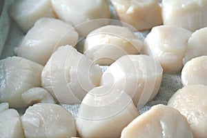 Fresh raw scallops