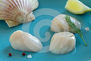 Fresh raw scallops on a blue plate with spices and lemon, ready to be cooked