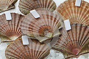 Fresh raw scallops on ice