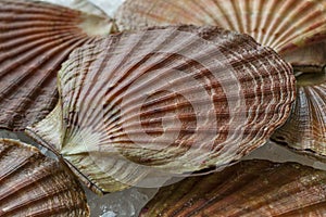 Fresh raw scallops on ice