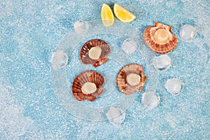 Fresh raw scallops with ice on a concrete background, copy space