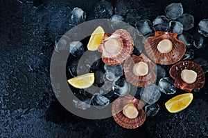 Fresh raw scallops with ice on a concrete background, copy space