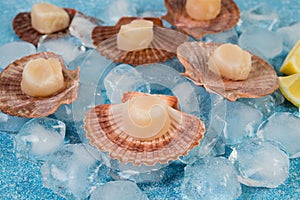 Fresh raw scallops with ice on a concrete background, selective focus