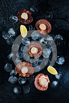 Fresh raw scallops with ice on a concrete background, top view