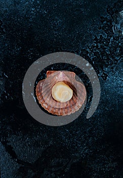Fresh raw scallops with ice on a concrete background, top view