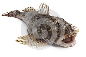 Fresh raw sea cottid