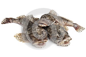 Fresh raw sea cottids