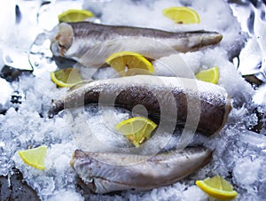 Fresh sea fish and lemon peces on ice surface. photo
