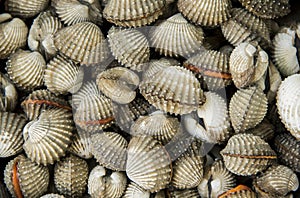 Fresh Raw shellfish cockles.