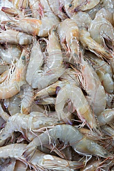 Fresh raw shrimp