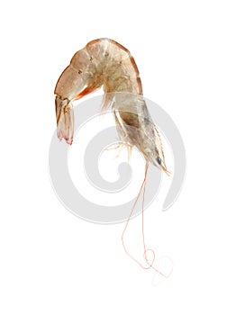 Fresh raw shrimp isolated. Healthy seafood