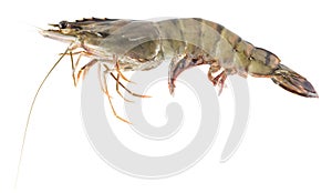 Fresh raw shrimp - seafood isolated