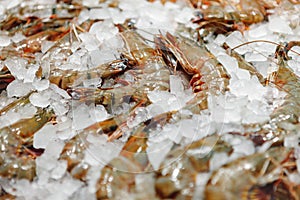 Fresh raw shrimps close up lying on ice in supermarket