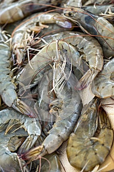 Fresh raw shrimps from the Mediterranean sea for sale at a Greek fish market on the stall of a fisherman, selected focus, vertical