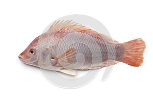 Fresh raw single red tilapia fish