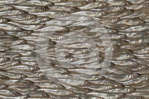 Fresh raw smelt fishes