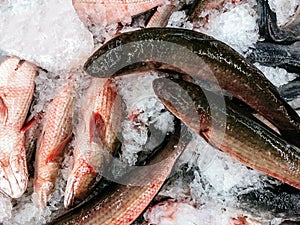 Fresh raw Snakehead fish on cold ice in fresh seafood market top view