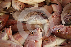 Fresh raw snapper fish in market