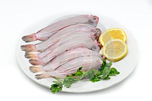 Fresh raw sole fish on white background