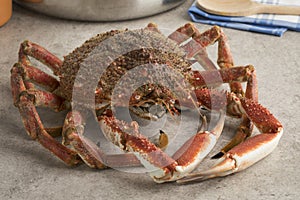 Fresh raw spider crab