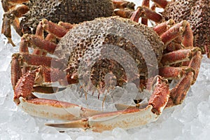 Fresh raw spider crabs on ice