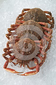 Fresh raw spider crabs on ice