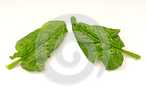 Fresh raw spinach leaves