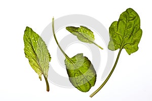 Fresh raw spinach leaves