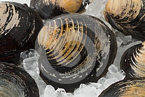 Fresh raw Spisula solida,  surf clams on ice