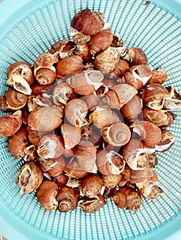 Fresh raw Spotted babylon sea snail