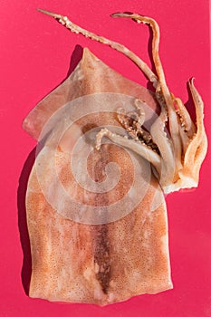 Fresh raw squid on a bright red background under the sun. Close-up