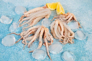 Fresh raw squid tentacles with ice on a blue concrete background