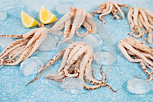 Fresh raw squid tentacles with ice on a blue concrete background, selective focus