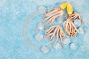 Fresh raw squid tentacles with ice on a blue concrete background, top view