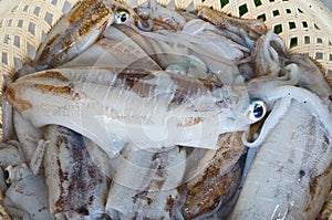 Fresh raw squids in the basket