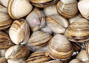 Surf clam background photo