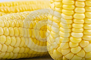 Fresh raw sweet corn on the cob kernels over white background