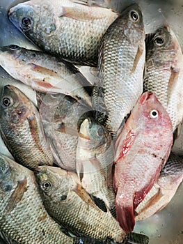 Fresh raw talapia fish on the sink.