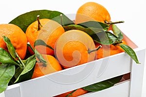 Fresh and raw tangerines with green leaves.